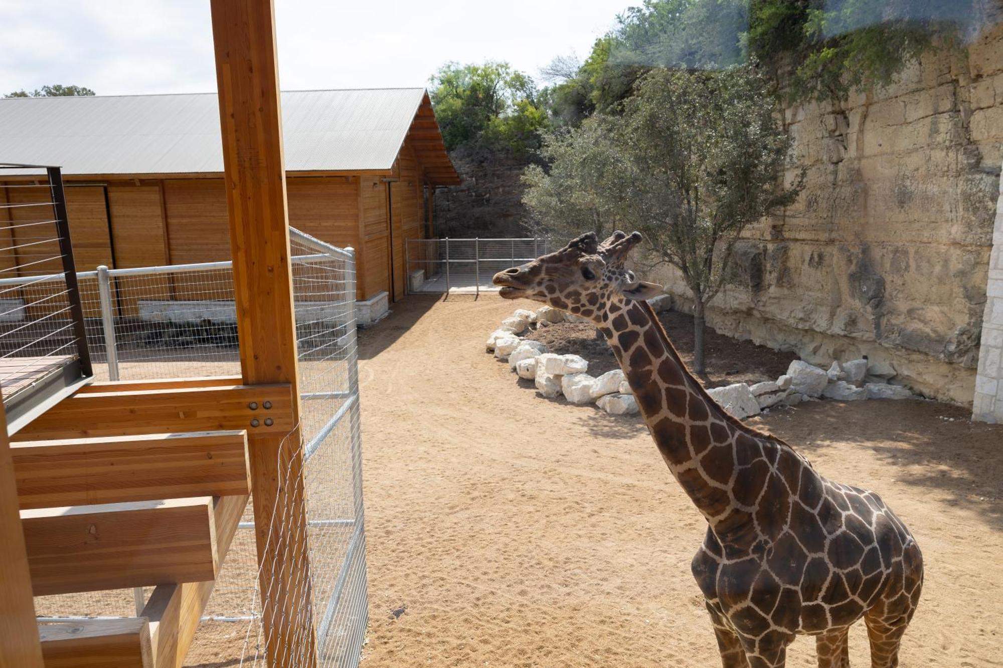 San Antonio Zoo - Spekboom Giraffe Lodge Exterior photo